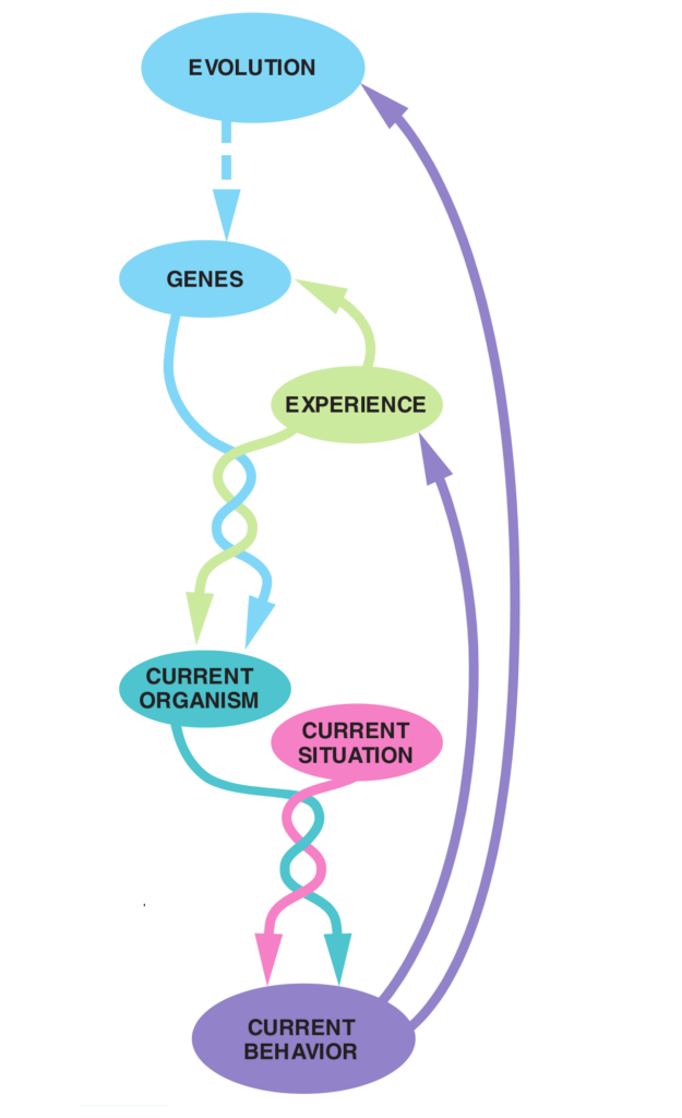 Display 1: Behavior and its fundamentals