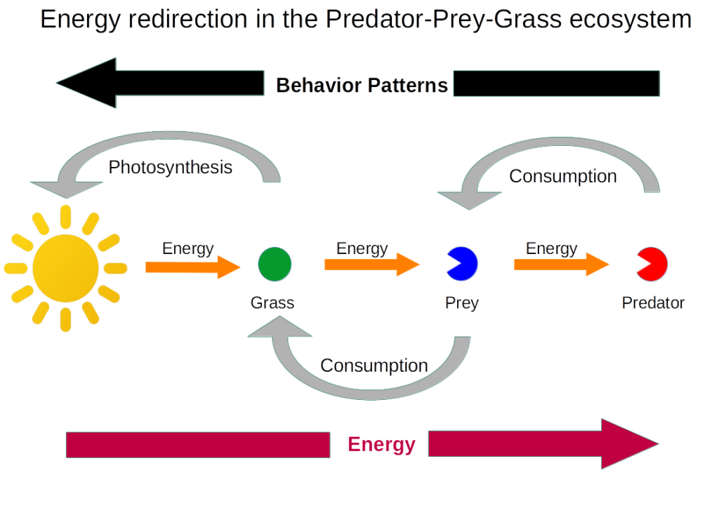 Display 2: The direction of energy flows and behavior